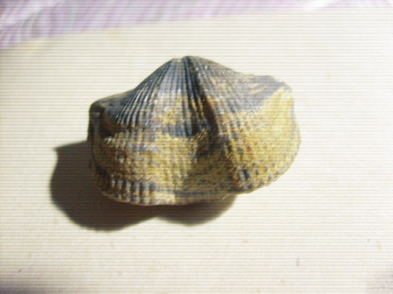 石燕贝目