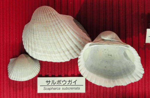 毛蚶