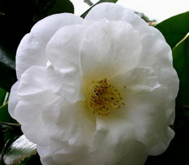 白尼姑(White Nun)