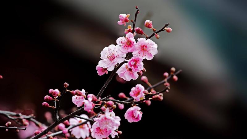 泰州市花