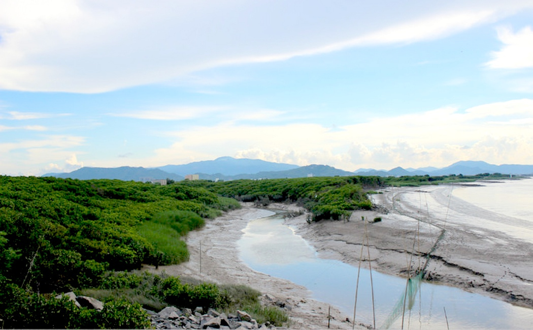 龙海红树林保护区