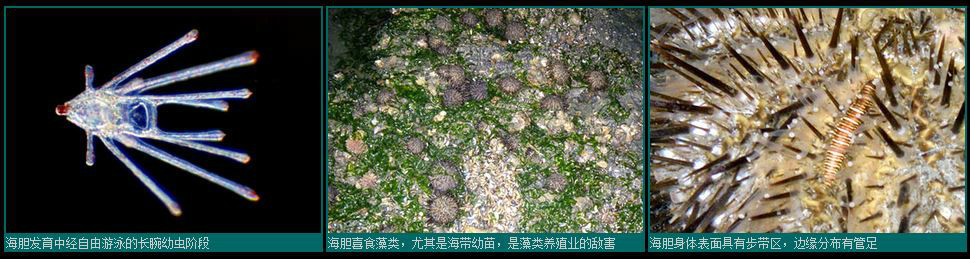 海胆类的生殖与发育