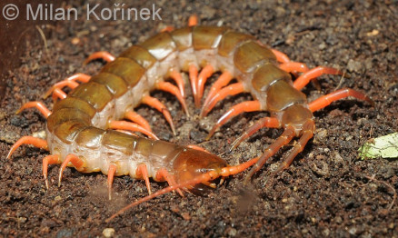 哈氏蜈蚣（Scolopendra subspinipes）