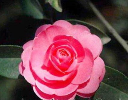 菊瓣