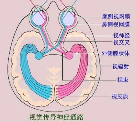 视觉传导神经通路