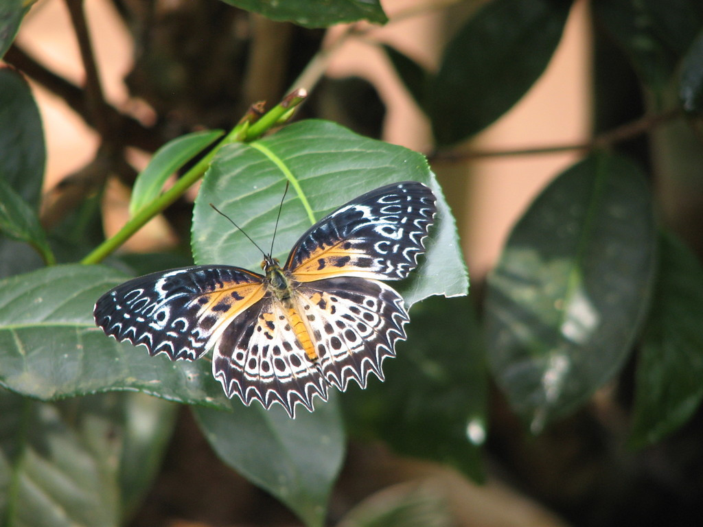 （图：霓锯蛱蝶 Cethosia nietneri 的翅膀）