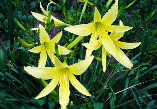 邵东黄花菜