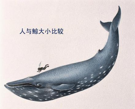 海洋最大的哺乳动物——蓝鲸