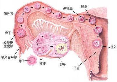 受精卵的着床