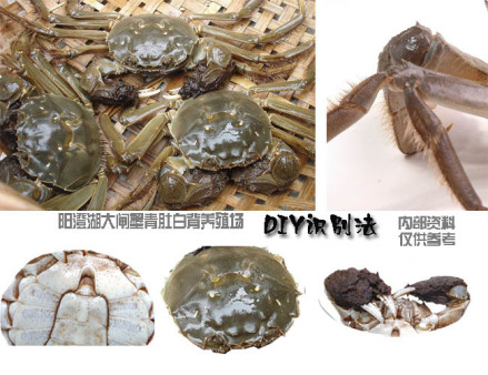 大闸蟹