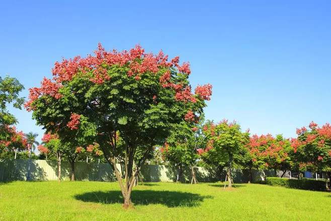 当阳市市树栾树
