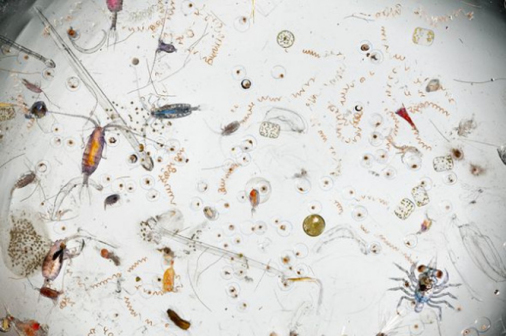 浮游生物