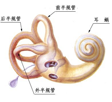图2 半规管
