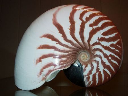 鹦鹉螺壳