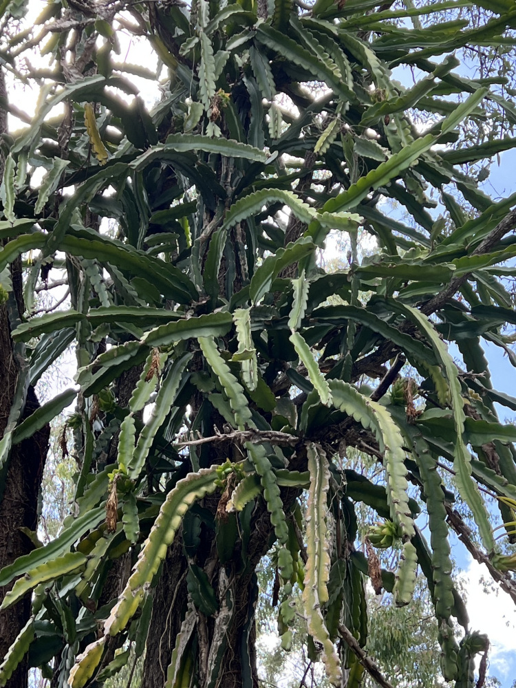 植株