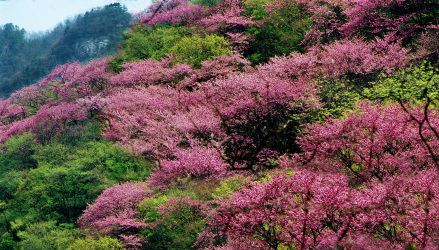 紫荆花海