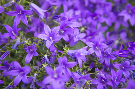 吊钟花