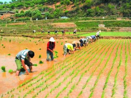 仁和区水稻栽种