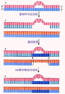 DNA连接