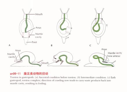 腹足类动物的扭转