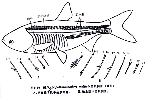 鳍