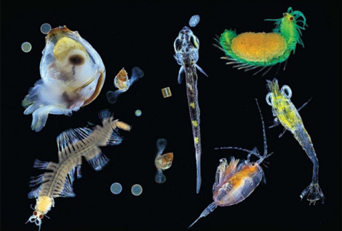 浮游生物