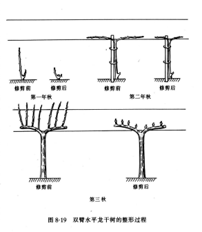 双臂水平龙干树的整形过程