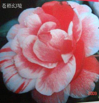 苍悟幻境