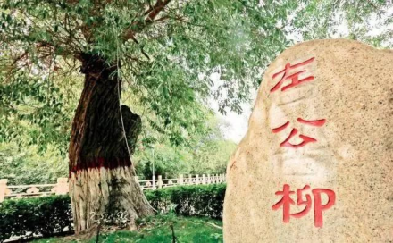 左公柳 