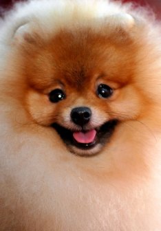 博美犬