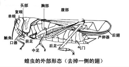 蝗虫结构图