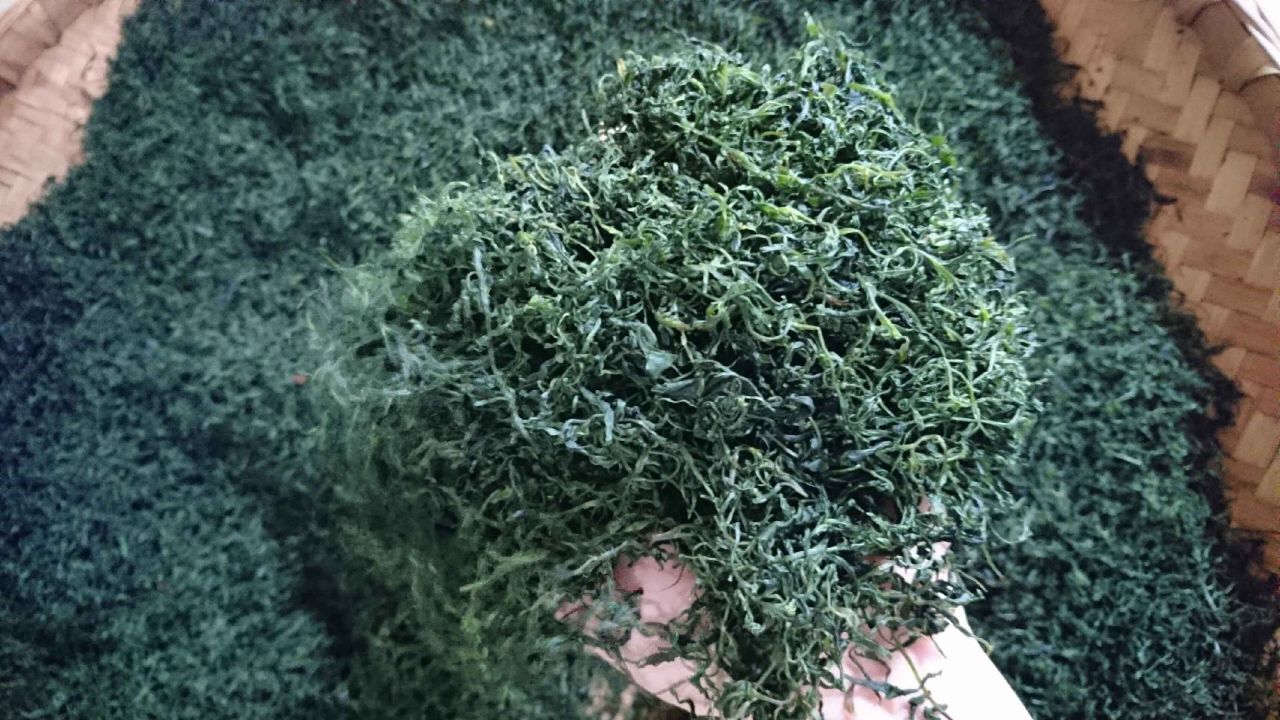 筠连苦丁茶