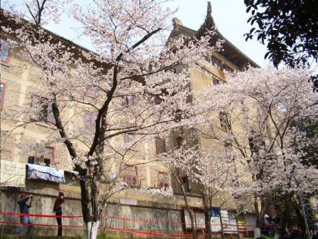 武汉大学樱花