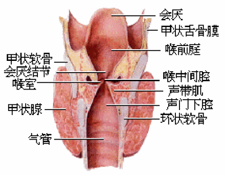 喉咙