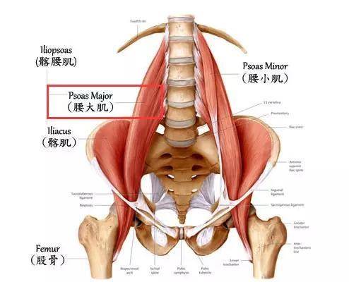 腰大肌 腰大肌