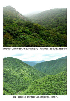 金童山的常绿、落叶阔叶林