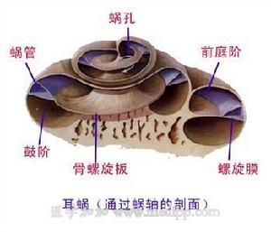 听觉器官(耳朵结构)
