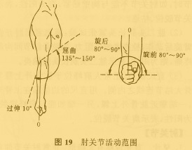 肘关节活动