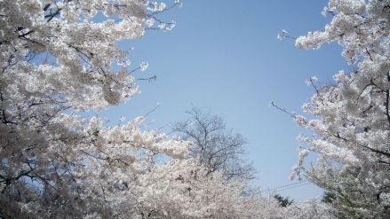 樱花大道
