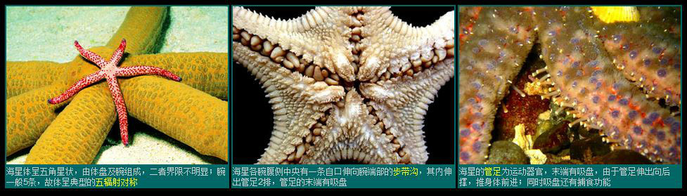 海星外形特点
