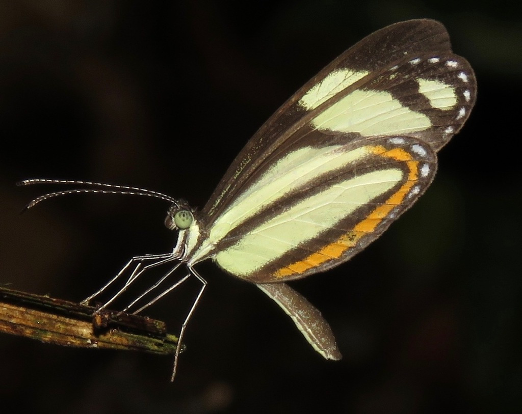 （图：黄麝粉蝶 Moschoneura pinthous 的