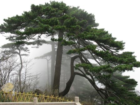 黄山风景