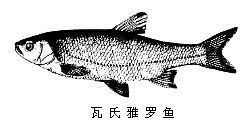 雅罗鱼属
