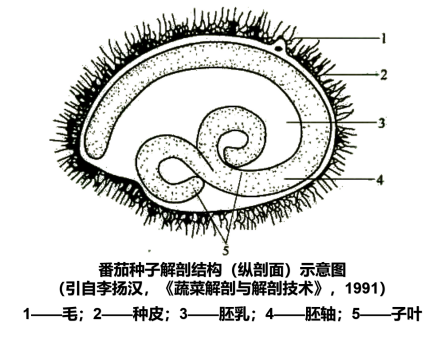 番茄种子解剖结构（纵剖面）示意图