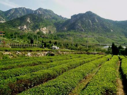 崂山绿茶产地