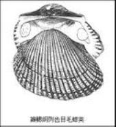 毛蚶