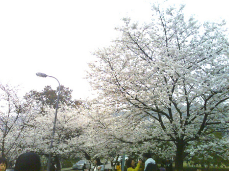 武汉大学樱花