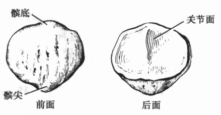 髌骨