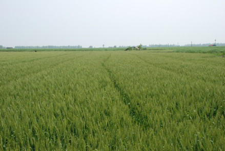 苏北平原小麦