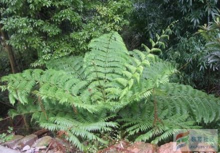 中生代蕨类植物